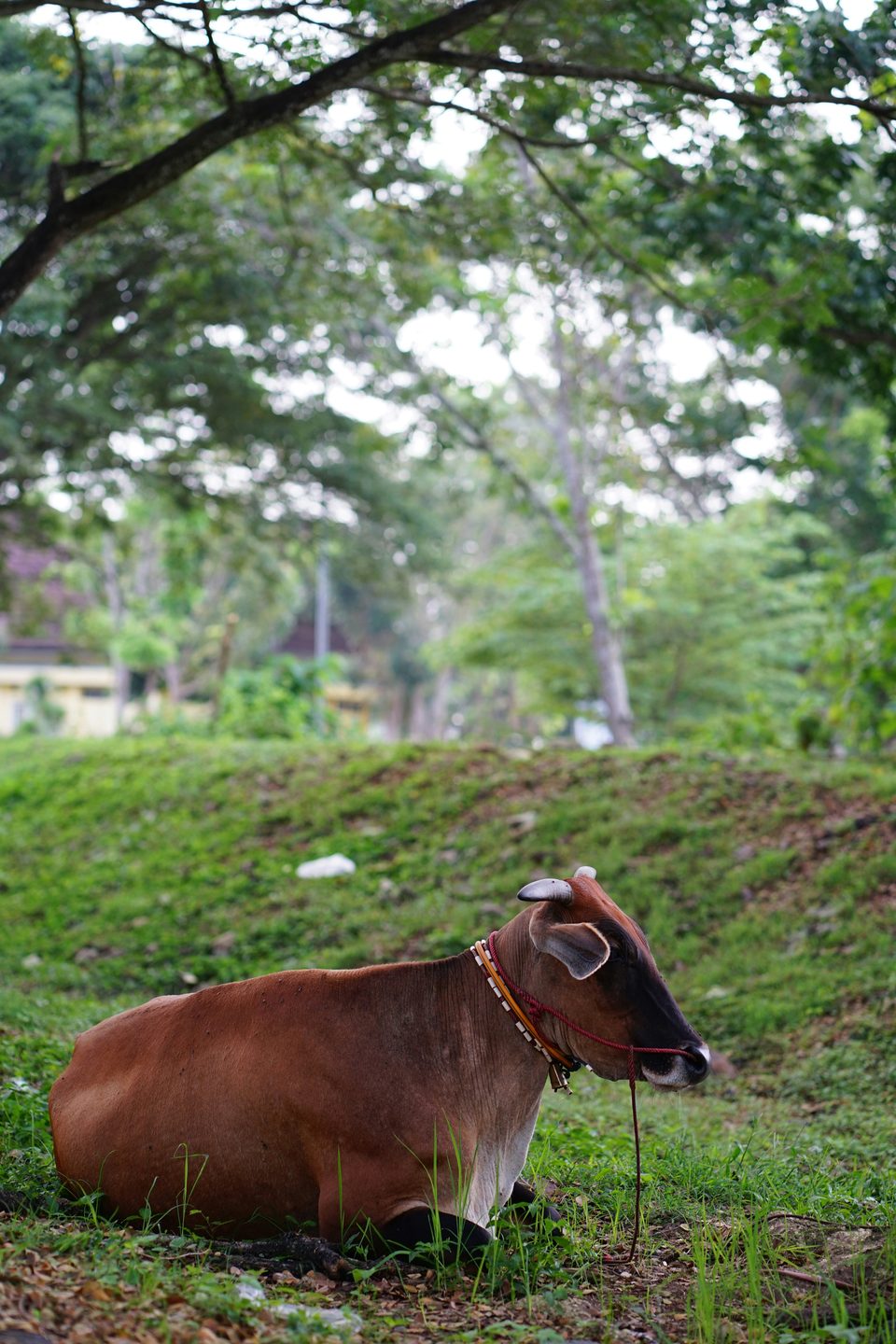 A brown cow resting in the shade of a tree on green grass