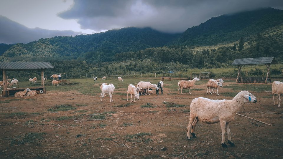 A flock of sheep and goats grazing in an open pasture beneath cloud-covered mountains